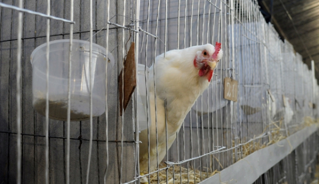 Preocupa a façoneros el IVA al pollo 