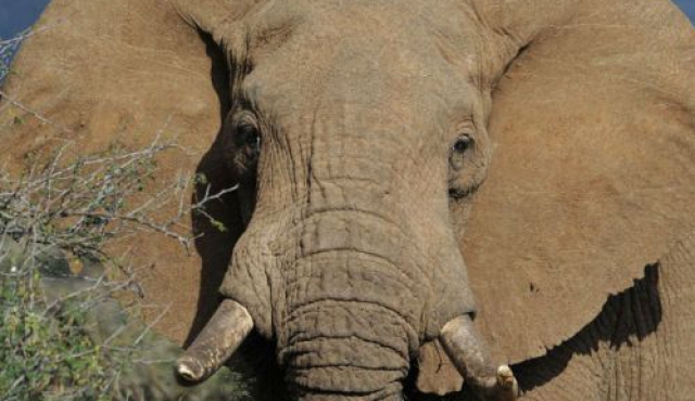 Brasil albergará el primer santuario de elefantes de Latinoamérica​