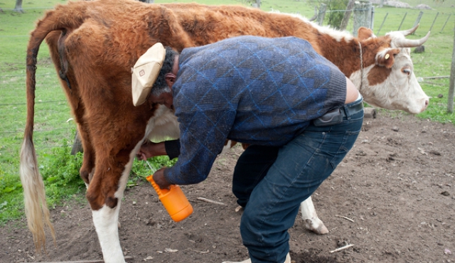 Venezuela, destino salvador de la lechería