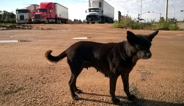 Planifican eutanasia de por lo menos 30 perros por leishmaniasis