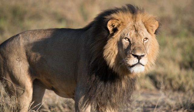 Dos procesados en Zimbabue por cazar al león más famoso