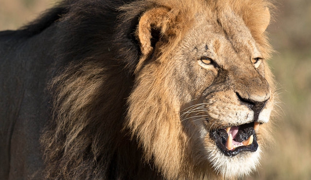 Zimbabue restringe la caza mayor tras la muerte de Cecil