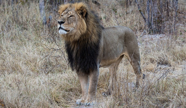 Mataron al león Jericho, el hermano de Cecil
