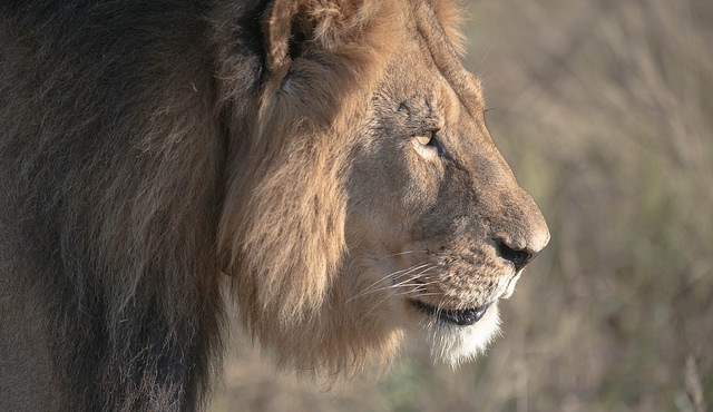 Sospechan que otro estadounidense mató un león en abril