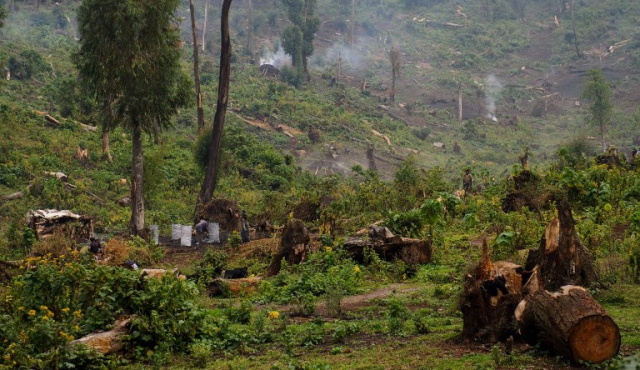 La desaparición de bosques se frenó en los últimos 25 años, según la ONU