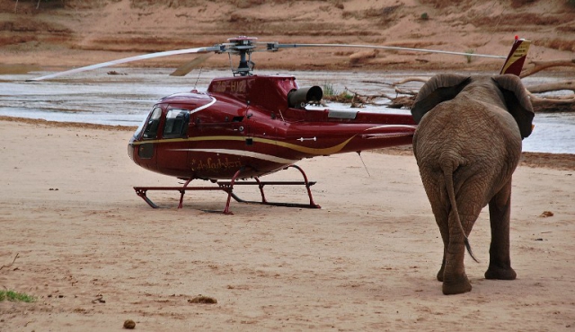 La tecnología al rescate de los elefantes en África