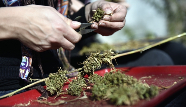 “Cannabis charrúa” en farmacias permitirá reducir daños