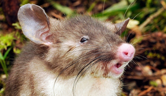Descubren un nuevo mamífero: la rata musaraña