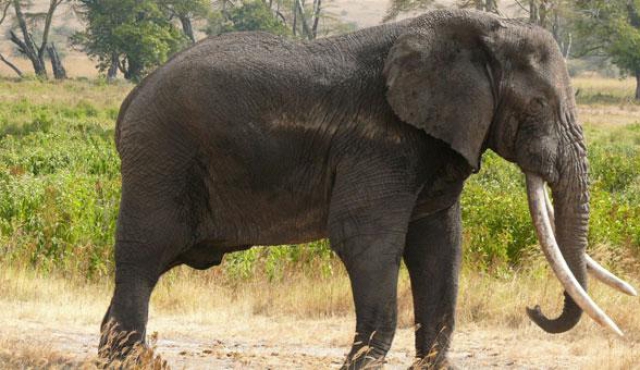 Cazador alemán mata a un elefante, “tesoro nacional” de Zimbabue