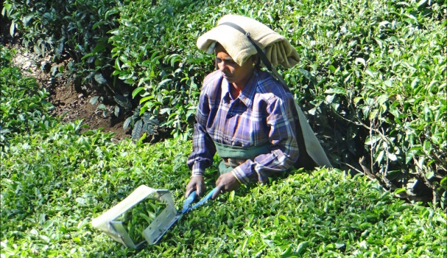 Exitosa rebelión de trabajadoras del té en India