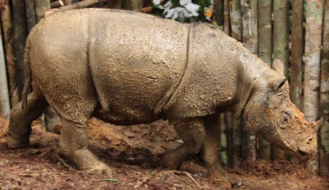 Primer contacto desde hace décadas con un rinoceronte raro en Borneo