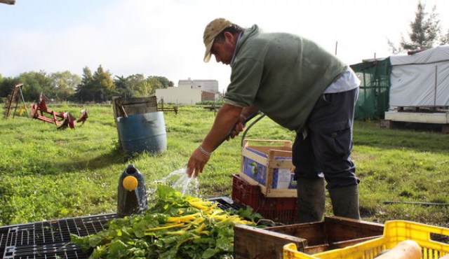 Ventajas y dificultades de la producción orgánica en Uruguay