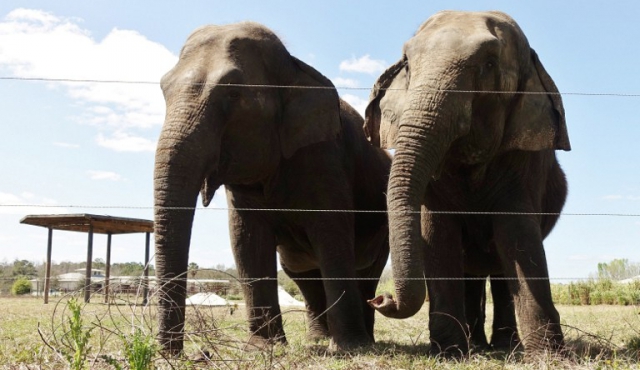 No habrá más elefantes en uno de los mayores circos de EEUU 