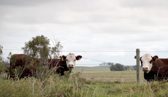 Uruguay XXI prevé crecimiento en el sector agropecuario en 2017