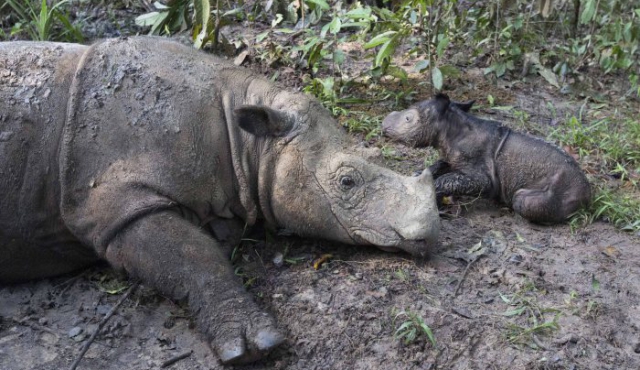 Nació una cría de rinoceronte de Sumatra, especie en vía de extinción