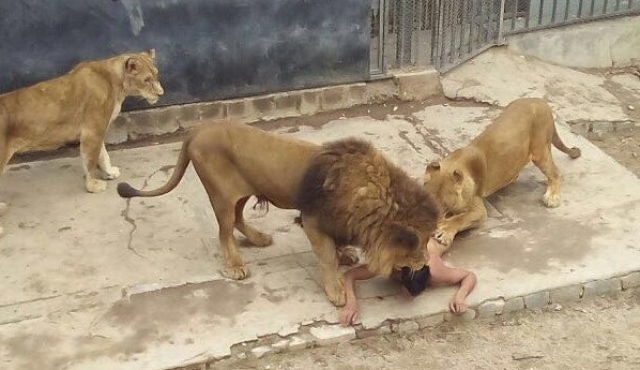 Zoo de Chile sacrificó dos leones para frenar intento de suicidio​