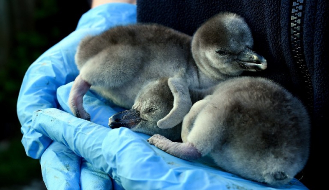 Japón: nacen dos pingüinos por inseminación artificial