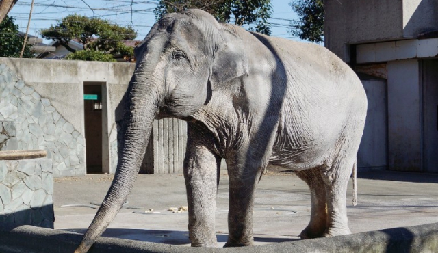 Japón llora la muerte de su elefante más viejo