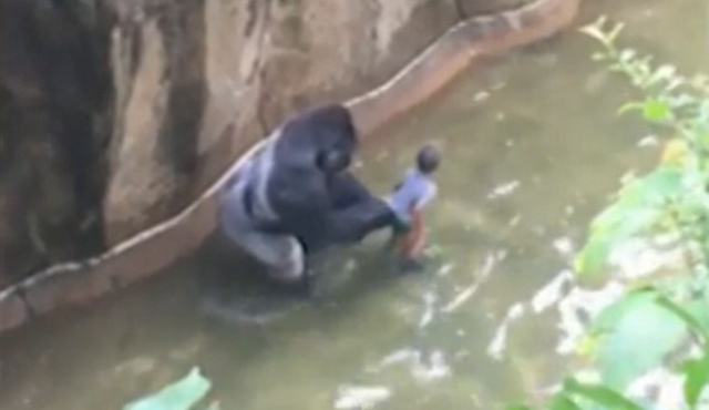 Matan a un gorila en zoo de EEUU para salvar a un niño