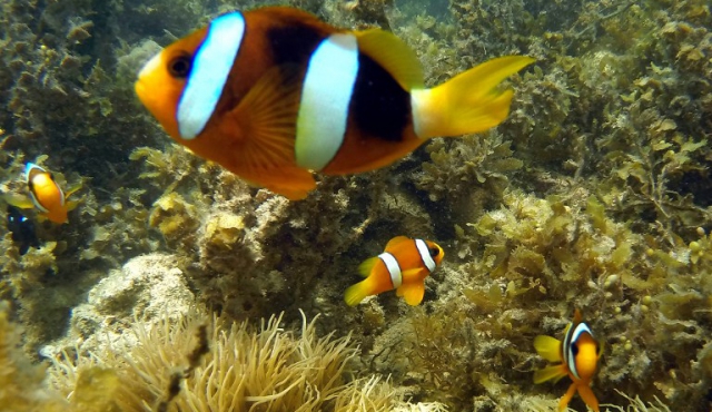 Matando a Nemo: peces tropicales amenazados por el cianuro