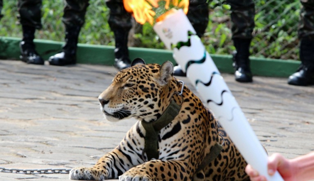 Sacrificaron al jaguar exhibido junto a la antorcha olímpica