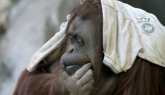 Expectativa por suerte de animales de histórico Zoo de Buenos Aires​