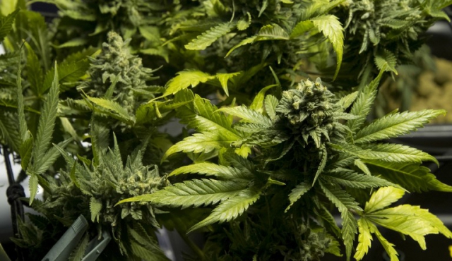 Marihuana estatal: mismo THC pero menos tóxicos que el prensado paraguayo