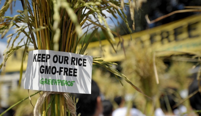 Más de 100 premios Nobel cuestionan a Greenpeace por los transgénicos