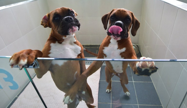 Gracias a la clonación, las mascotas acompañan a sus amos para siempre