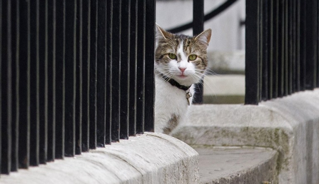 Cameron se va, el gato Larry se queda 