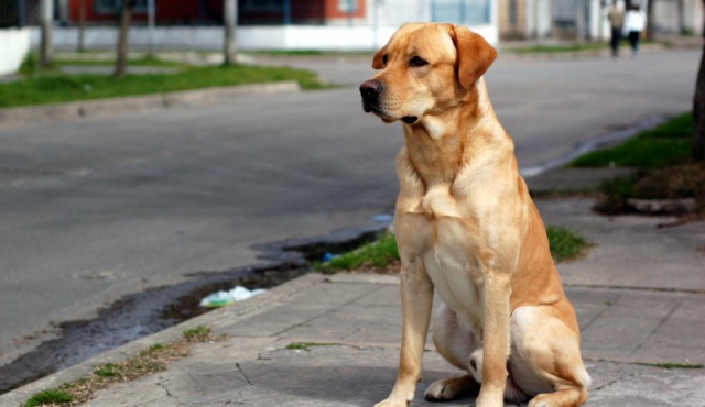 Crearán “cédula de identidad” para perros