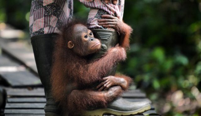 Así es la “escuela para orangutanes” en la jungla de Borneo