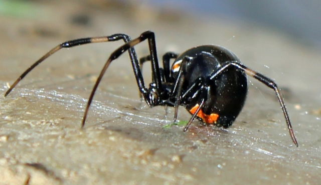 El macho de la viuda negra opta por arañas más jóvenes para sobrevivir al coito