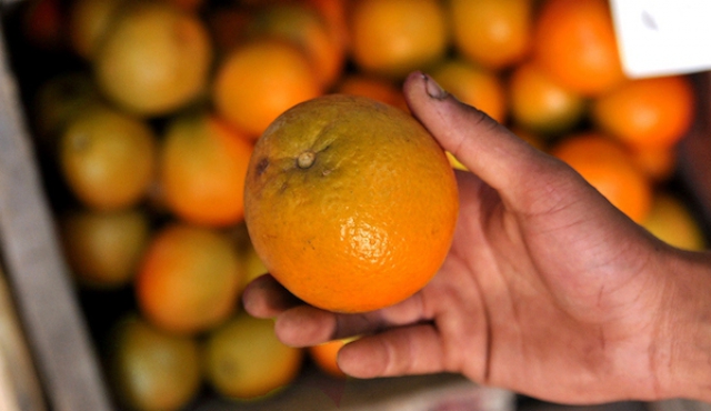 Pronostican aumento del 20% en la zafra de naranjas