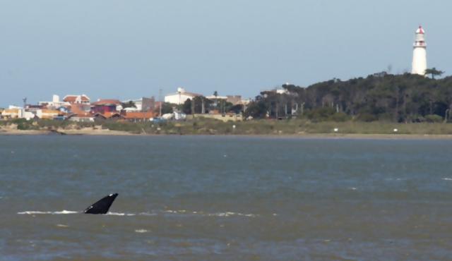 Nuevo intento de Uruguay y otros países para un santuario de ballenas en el Atlántico Sur