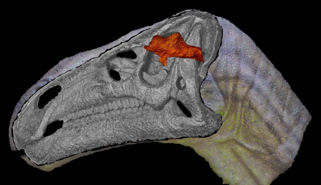 Hallaron el primer cerebro fosilizado de un dinosaurio