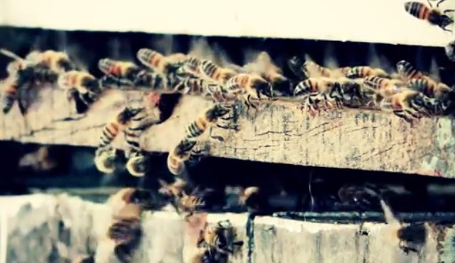 La difícil convivencia entre abejas, miel y glifosato