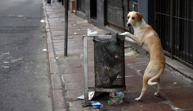 Animalistas de Cotryba rechazan eutanasia en perros