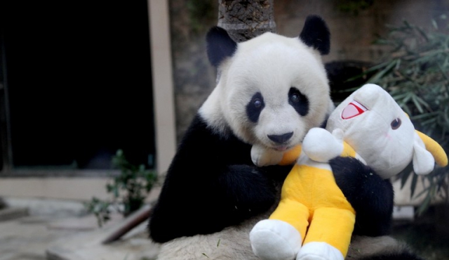 Murió Pan Pan, el panda macho más viejo del mundo