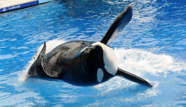 Murió la orca Tilikum, que inspiró el documental Blackfish
