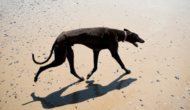 Intendencia aplicará multa de 937 pesos por llevar perros a la playa