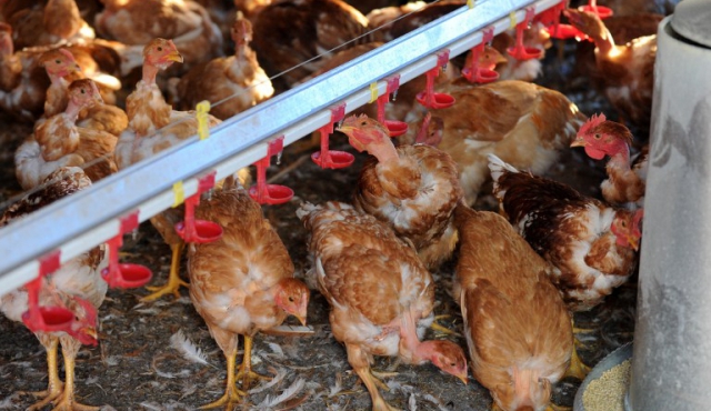 Gobierno suspendió importación de aves chilenas por brote de gripe aviar