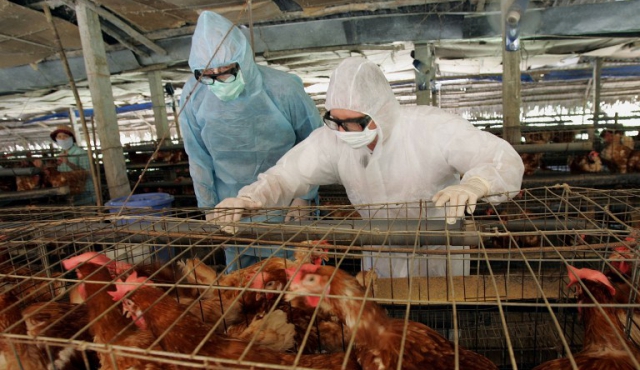 Detectan segunda granja de pavos afectada con gripe aviar en Chile