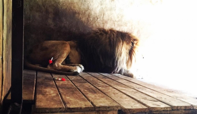 Animales Sin Hogar contradice versión de Dinama sobre león Tito