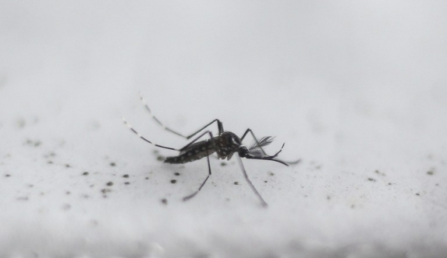 MSP pide “redoblar esfuerzos” contra el Aedes aegypti