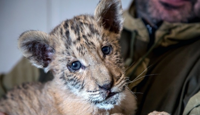 Nació un bebé ligre, un cruce entre un león y una tigresa, en un zoo de Rusia