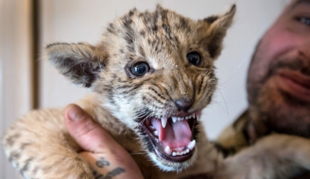 Zar, el cachorro de tigresa y león que reina en un zoológico ruso