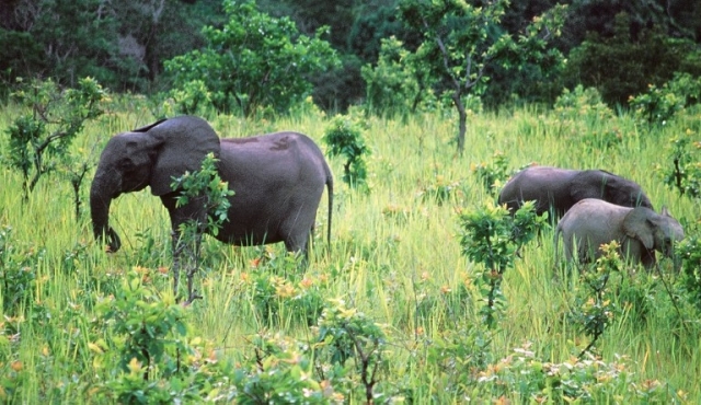 Caza ilegal extermina a población de elefantes en reserva de Gabón