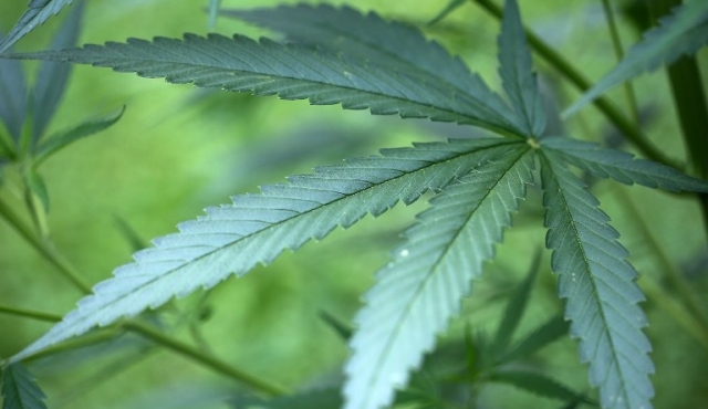 Alemania comenzó con el cultivo estatal de marihuana