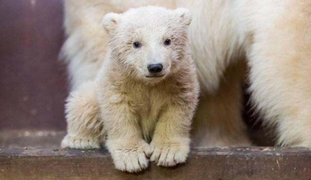 Berlín llora la muerte del pequeño oso polar Fritz
